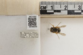 Media type: image;   Entomology 788256 Aspect: Labels